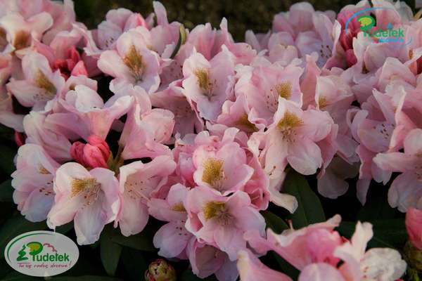 Rhododendron Bashful